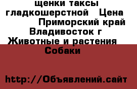 щенки таксы гладкошерстной › Цена ­ 5 000 - Приморский край, Владивосток г. Животные и растения » Собаки   